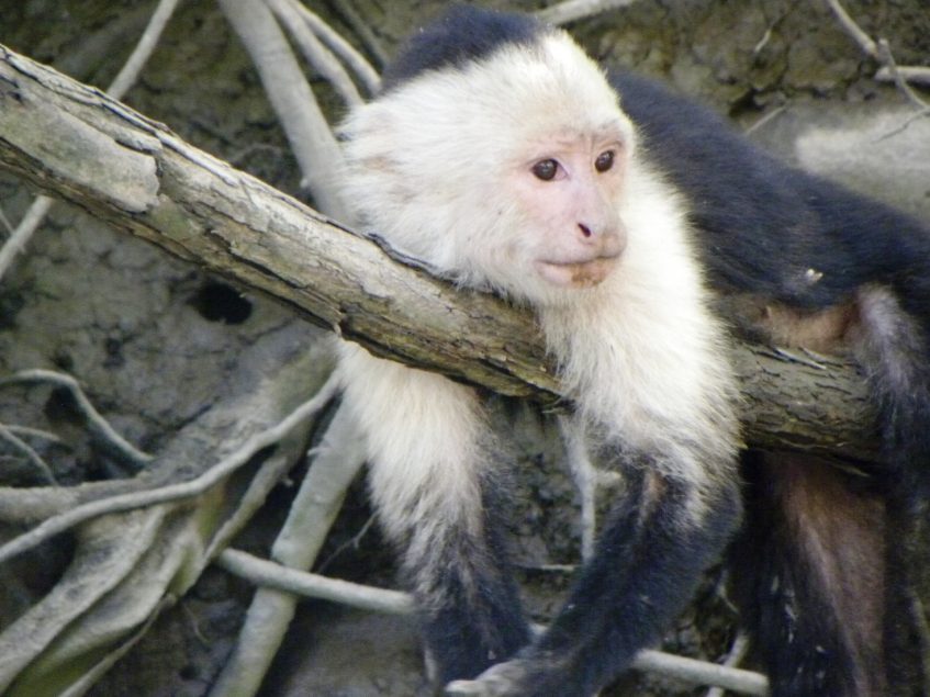 Le Costa Rica : paradis de la faune et de la flore - Passion Monde