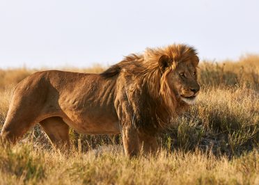 Afrique du Sud, Zimbabwe, Zambie et Botswana