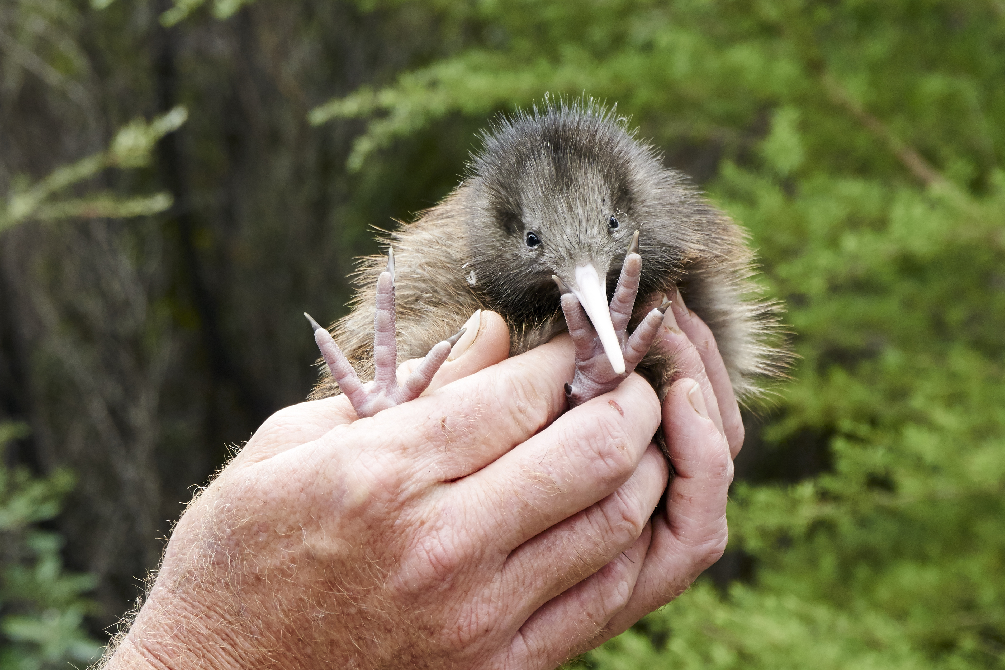 The new zealand kiwi контрольная