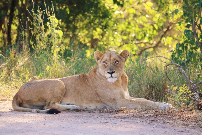 Hazyview - Safari Parc Kruger - Hazyview