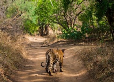 Ranthambore