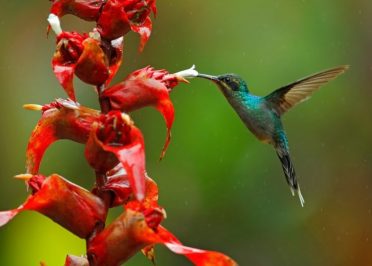 Monteverde - Tarcoles