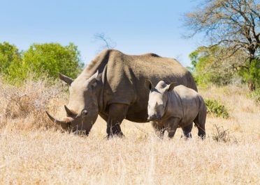 Safaris dans le Parc National de Hluhluwe