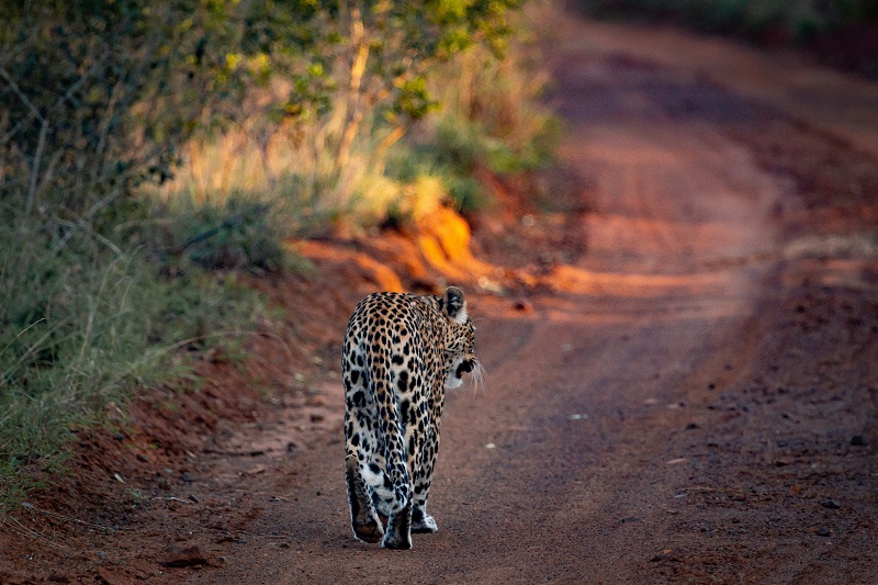 Parc national de Tarangire  Arusha