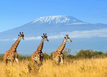 Lac Naivasha - Parc national Amboseli