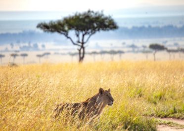 Région Ngorongoro - Parc national de Tarangire