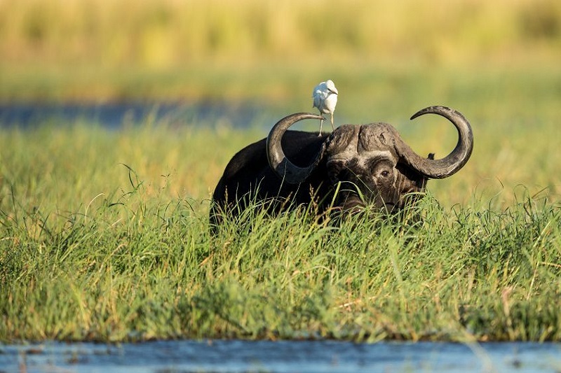 Johannesbourg  Kasane (vol) - Botswana