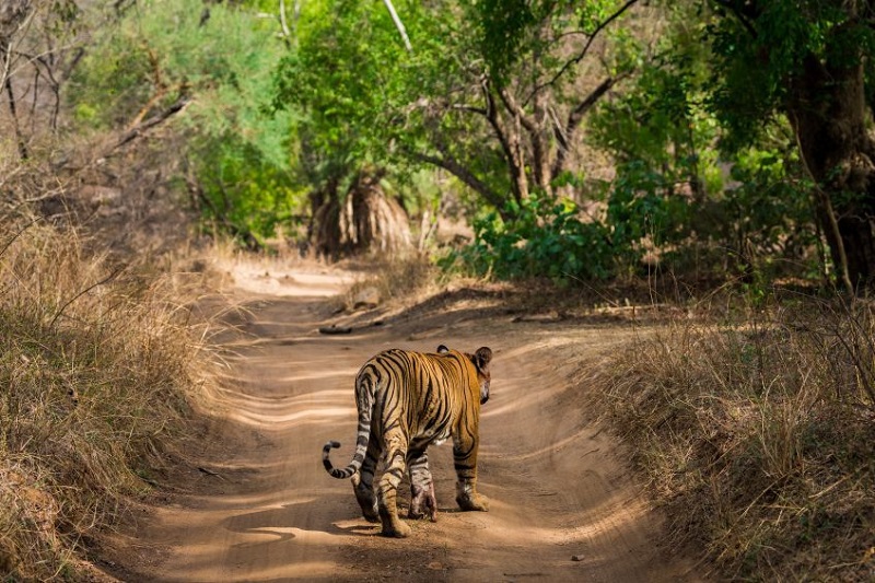 Ranthambore