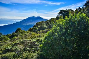 Explorer la flore luxuriante du Costa Rica : Un paradis botanique