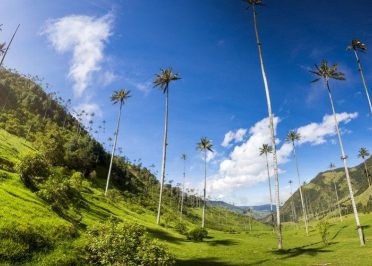 Salento - Vallée de Cocora