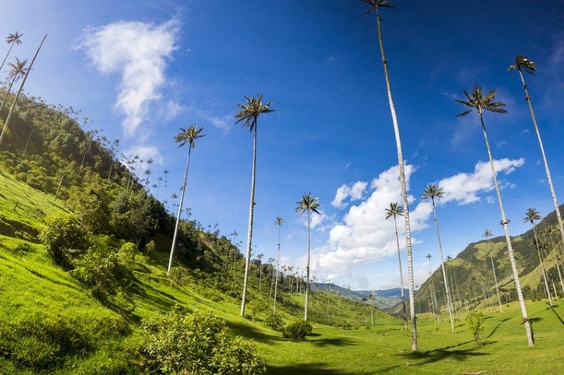 Salento - Vallée de Cocora