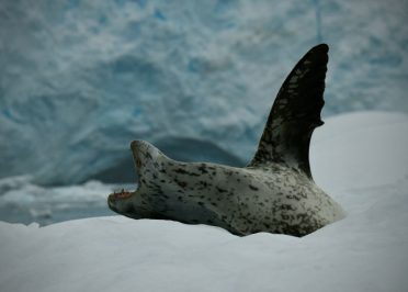 Navigation en Péninsule Antarctique