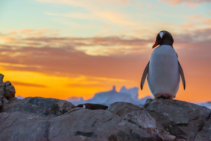 Navigation en Péninsule Antarctique