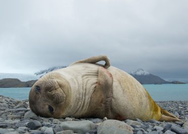 Navigation en Péninsule Antarctique