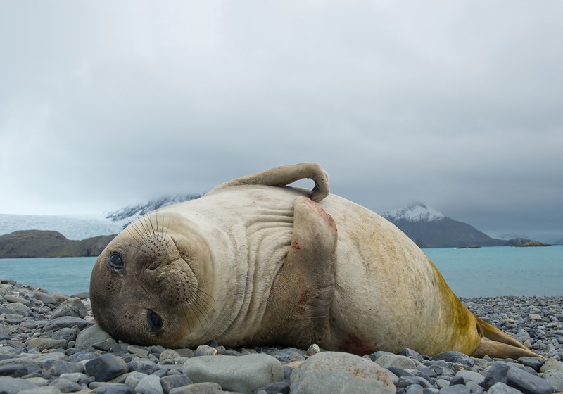 Navigation en Péninsule Antarctique