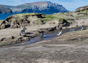 New Island - Grave Cove