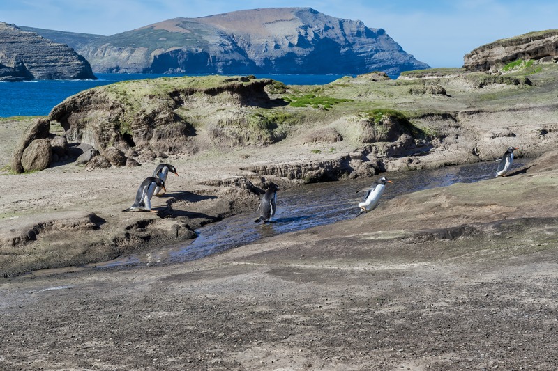 New Island - Grave Cove