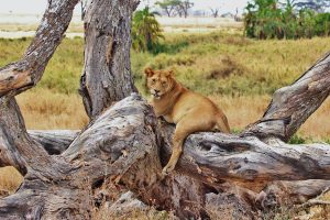 Safari en Afrique de l'Est : À la découverte des animaux incroyables au Kenya et en Tanzanie