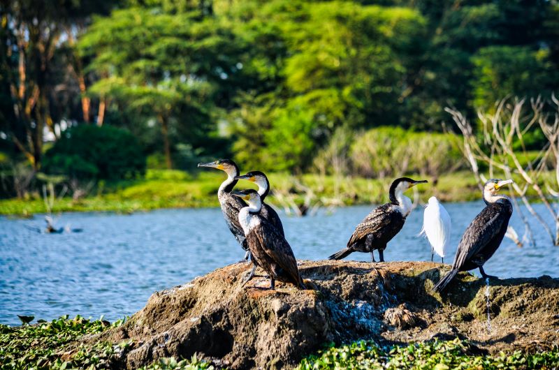 Lac Naivasha  Lac Nakuru - Lac Naivasha