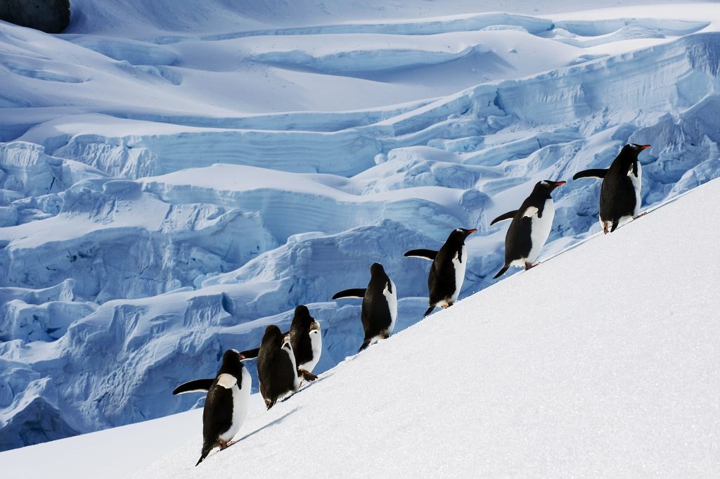 Passion Croisière Expédition Antarctique et les Îles Falkland (Crosière seulement)