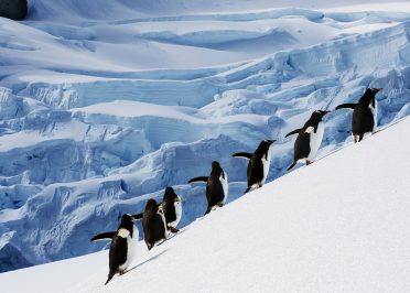 Croisière Expédition Antarctique et les Îles Falkland (Crosière seulement)