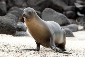 Les animaux endémiques des Galápagos : une biodiversité unique au monde