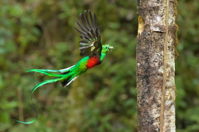 Monteverde - Tarcoles