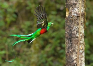 Monteverde - Tarcoles