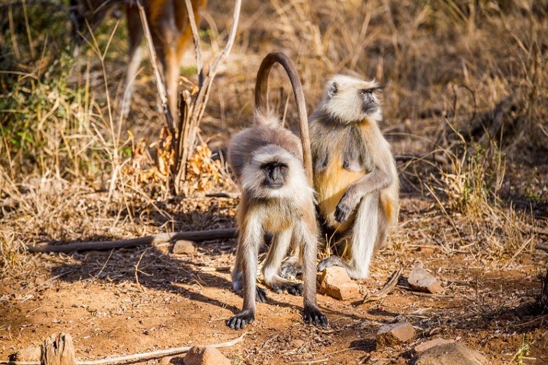 Jaipur  Ranthambore