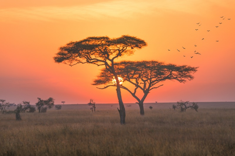 Karatu  Parc national de Serengeti