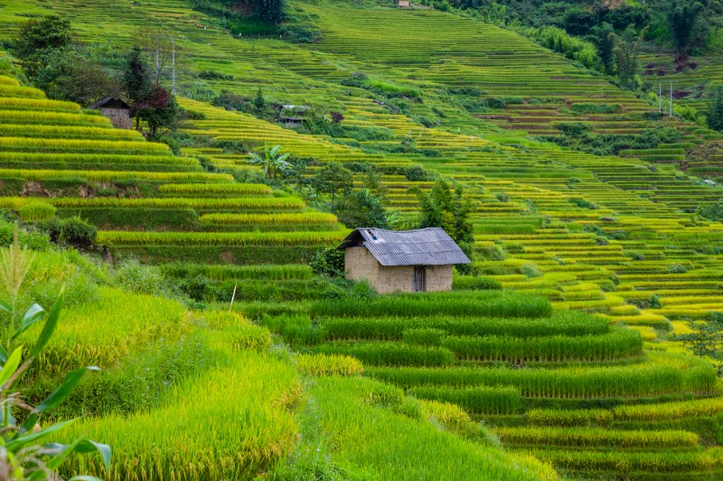 Sapa  Y Linh Ho - Lao Chai - Ta Van